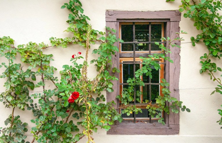 Best climbing roses for Home- Climbing Plant 6 red flowers on brown wooden window